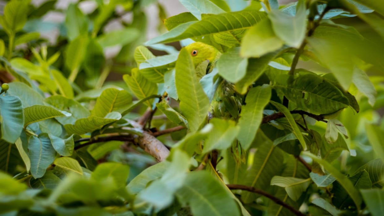 Optical Illusion:  Only people with sharp eyes can spot the parrot in this Image