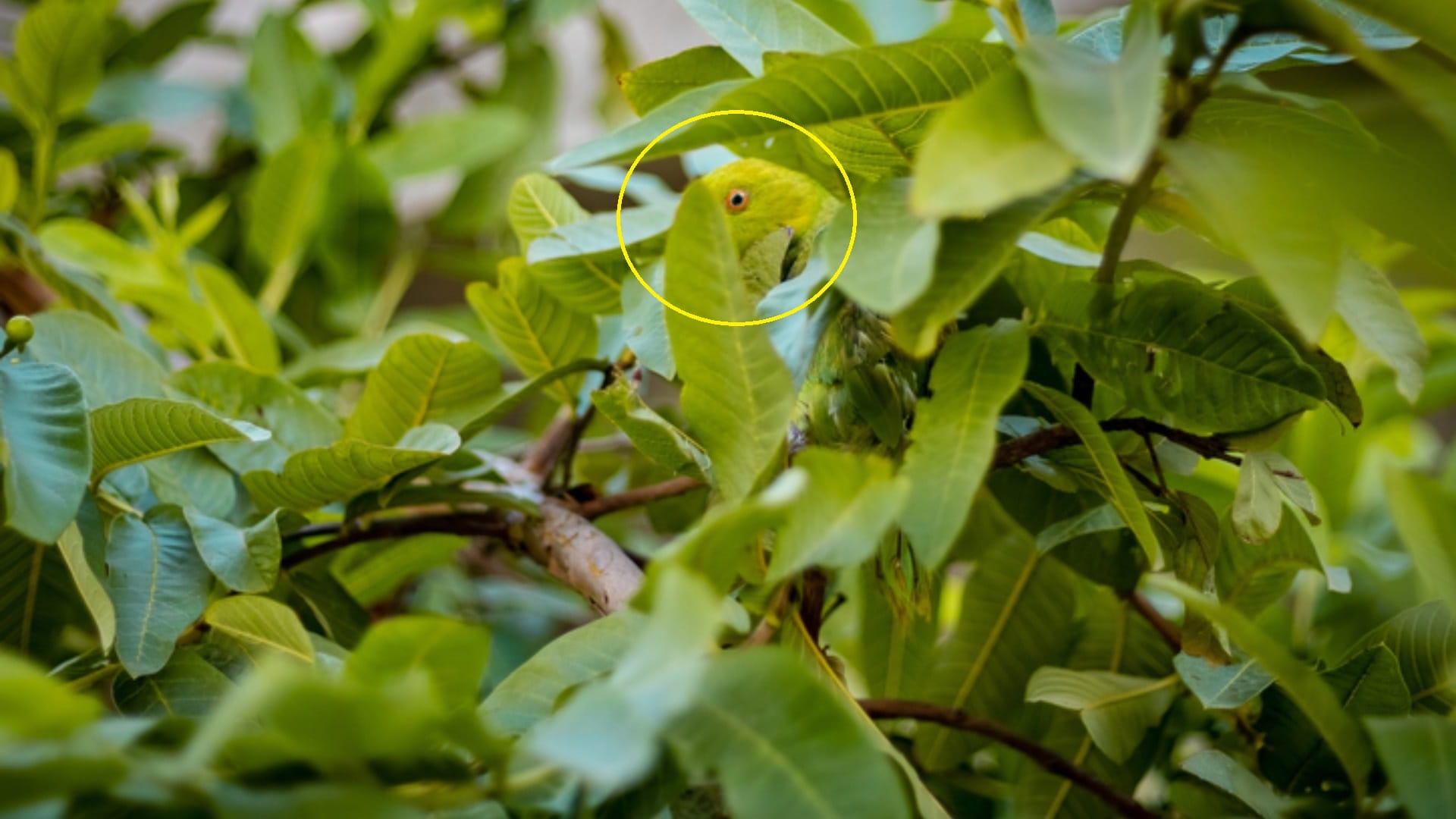 Optical Illusion:  Only people with sharp eyes can spot the parrot in this Image
