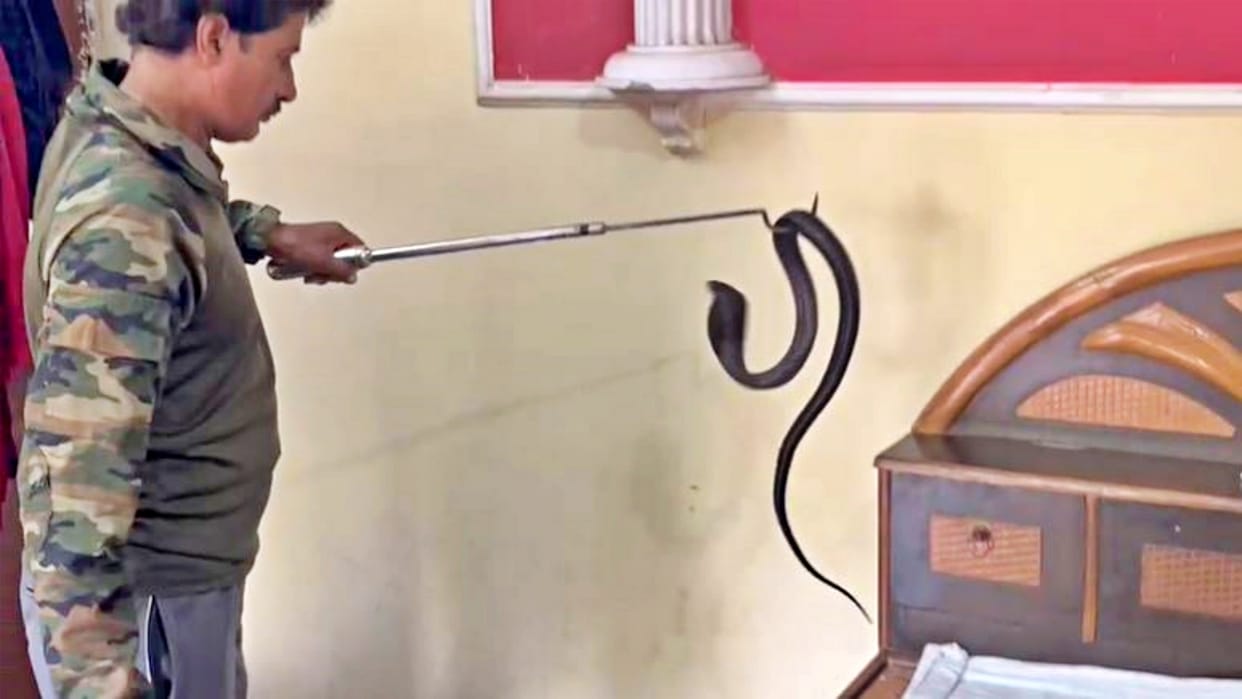 Cobra snake found in double bed of house in Ganesh Nagar area of Kota