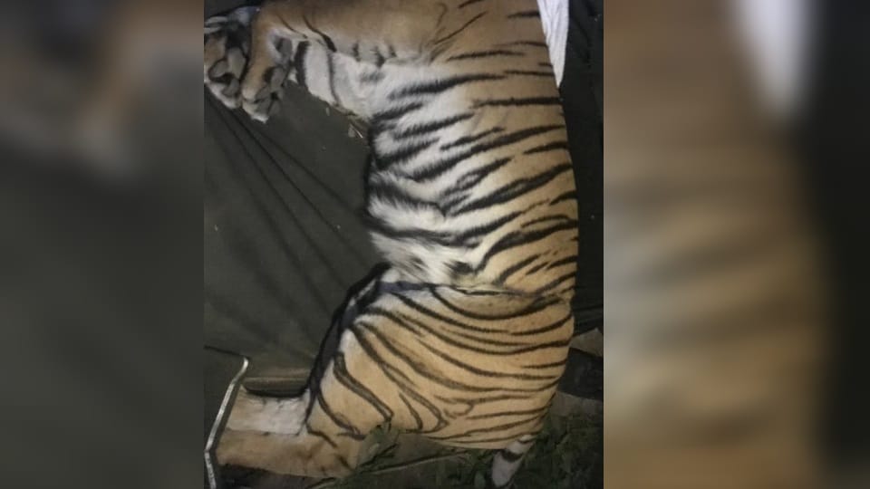 Corbett Tiger Reserve Injured Tigress gives birth to three cubs