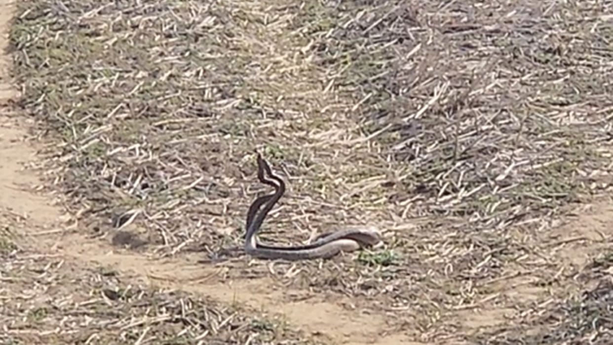 Nag-Nagin's snake fun video in Korba went viral