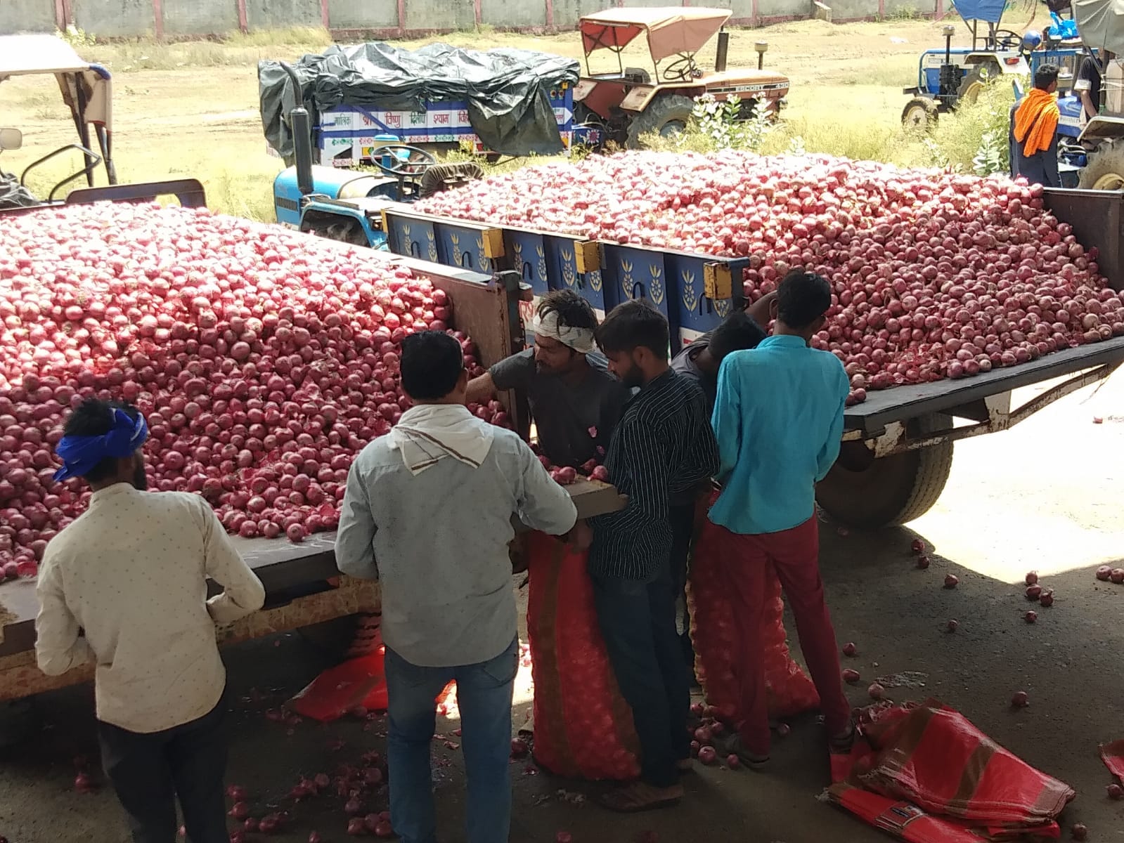 200 से 300 ट्रॉली प्रतिदिन शिवपुरी की पिपरसमां मंडी में प्याज आ रही है।