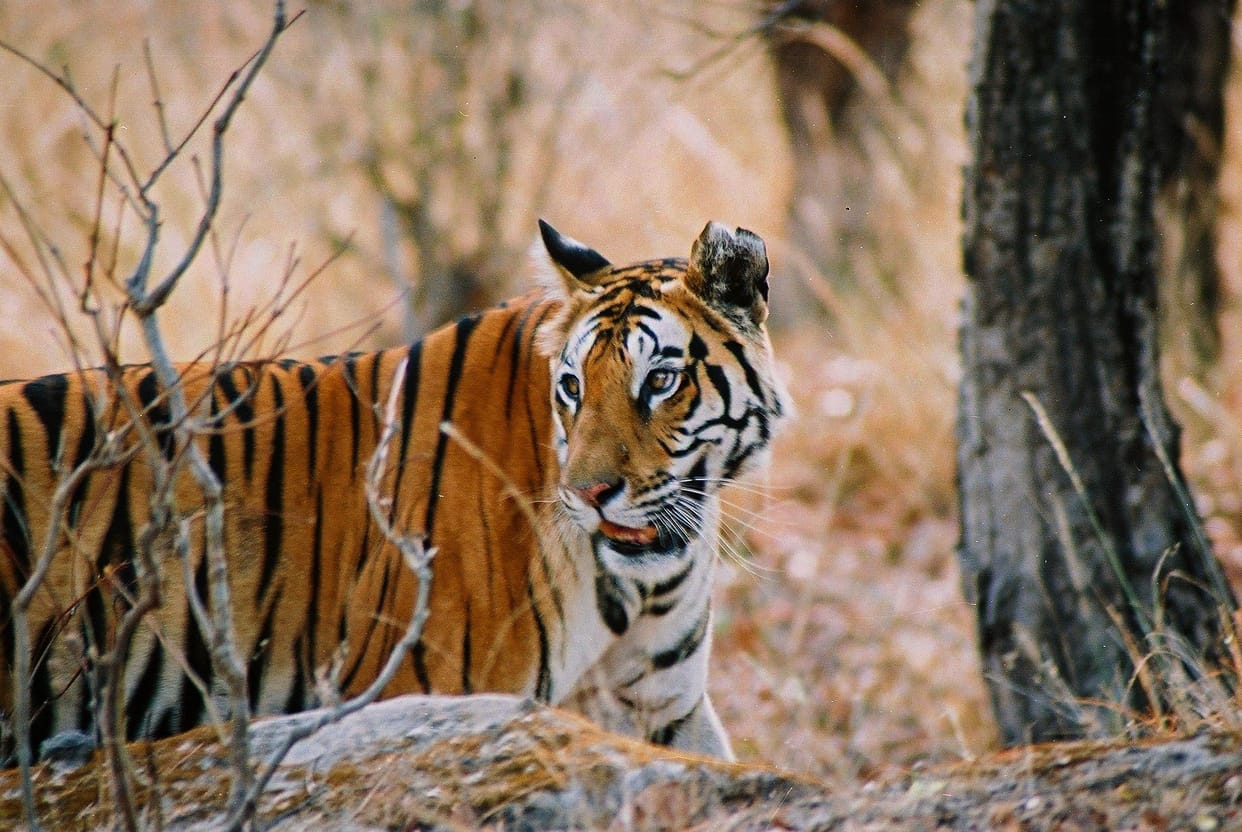 bandhavgarh tiger reserve: Chakradhara Tigress Impresses Visitors With its Walk