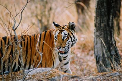 Dehradun: New tigress from Cobert securing her territory in Rajaji