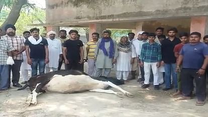 Cow died due to non availability of vet in Fatehabad, angry villagers locked hospital