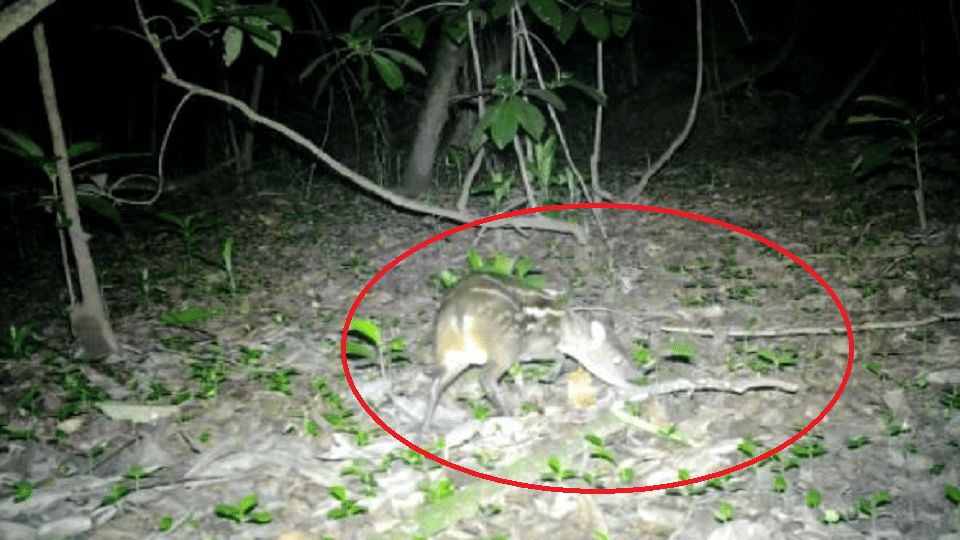 Mouse deer caught on camera in Kanger Ghati National Park