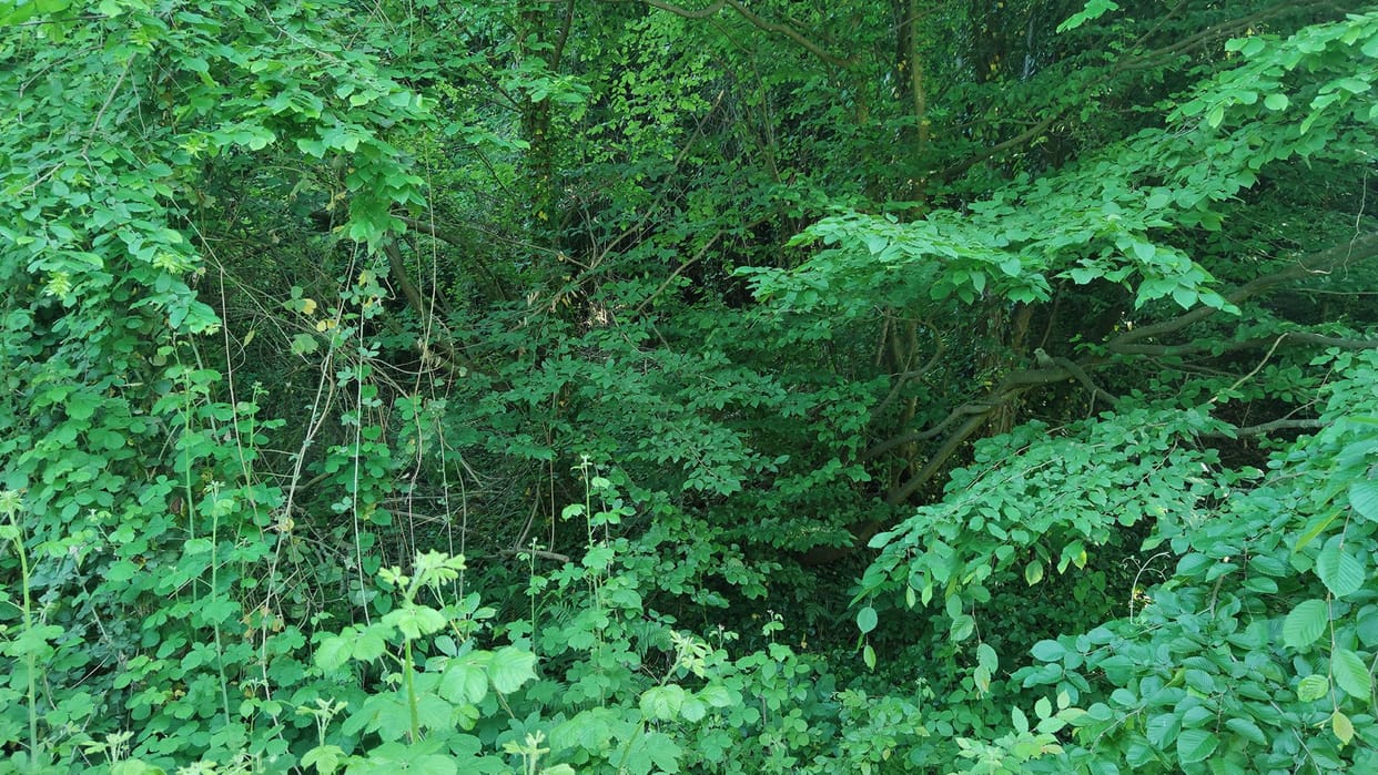 Optical Illusion: Can you spot a bird in the forest in 7 seconds?