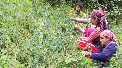 Pea price drops to Rs 40 per kg in Kullu Himachal Pradesh farmers in distress