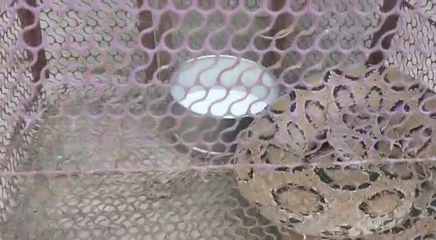 Bihar : Russell mistook Viper for a python, locked him in a parrot cage; feeding milk to the snake, Saran News