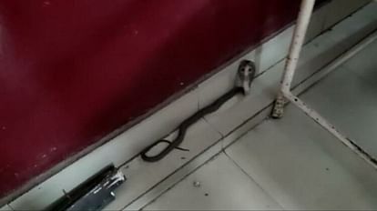 cobra entered womens ward of Medical College Hospital In korba