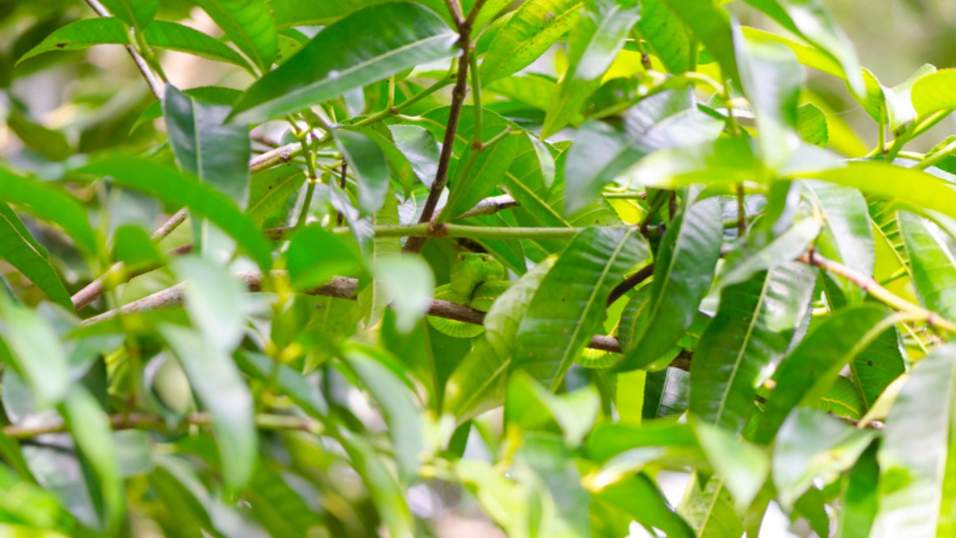 Optical illusion: Can you spot the snake hiding on these green tree