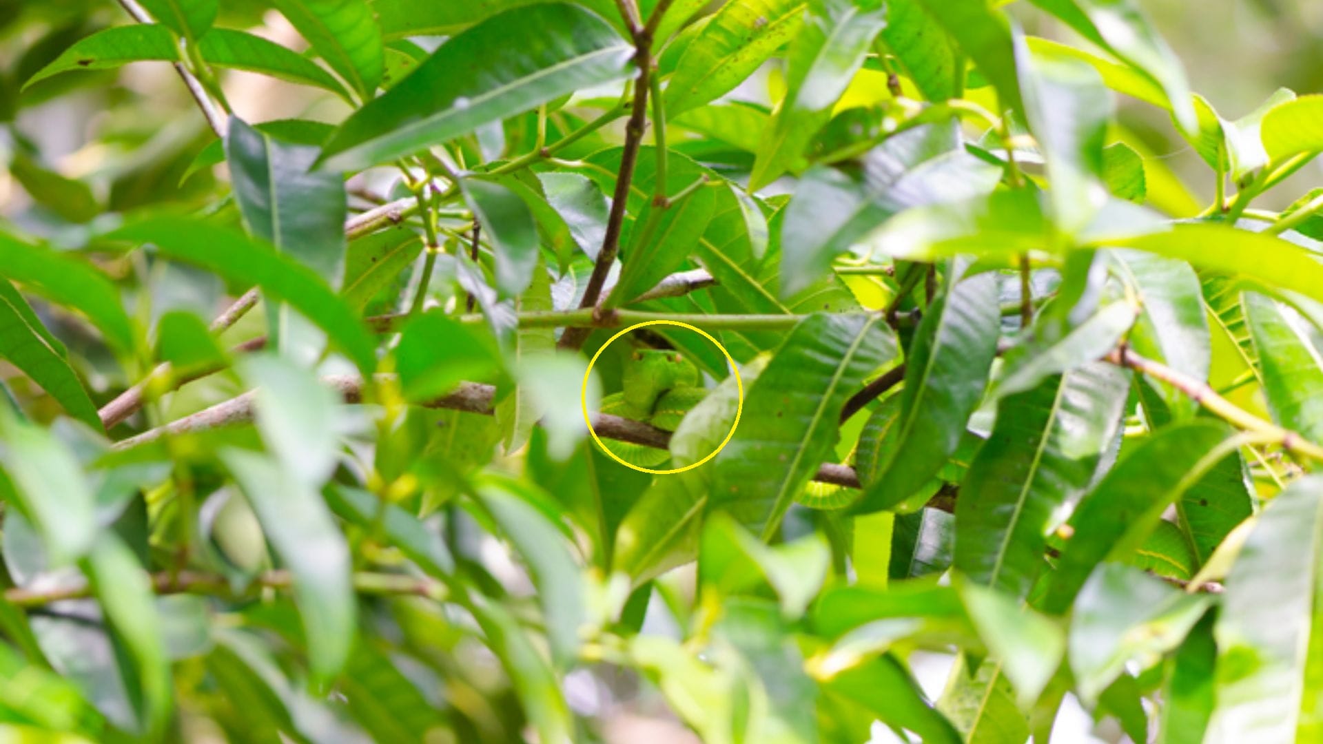 Optical illusion: Can you spot the snake hiding on these green tree