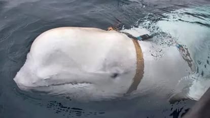 Hvaldimir whale