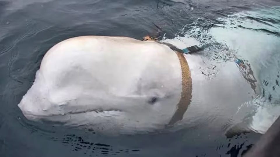 Russia spy whale seen off Sweden coast, alert issued, Norway advises people to stay away from Hvaldimir