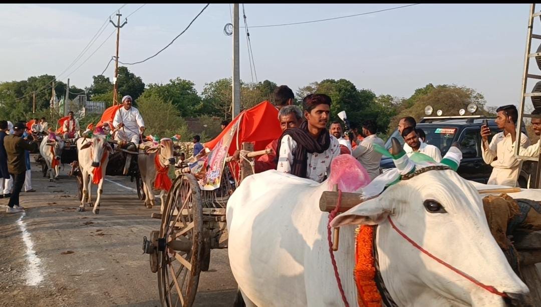 A unique wedding procession took place in Banda, the groom arrived in bullock carts to bid farewell to the bri