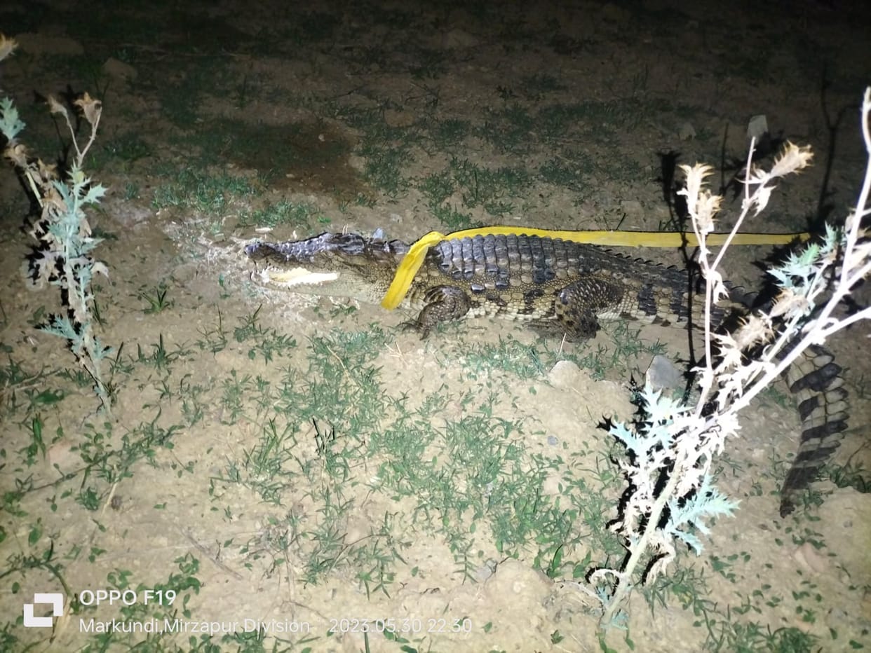 Sonebhadra Four feet long crocodile found near State Minister's residence, people in fear, caught after hours