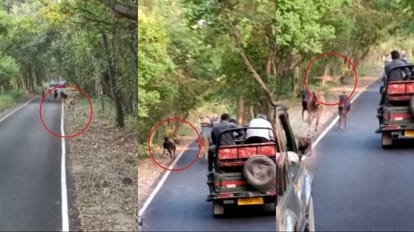 tiger attacked the cattle during the jungle safari in Pilibhit