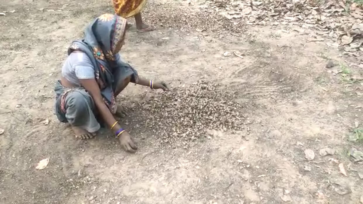 villagers selling seeds at half price due to non-start of chhattisgarh government procurement in gpm