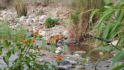 Uttarakhand Kotdwar News Tiger reached construction site of Amrit Sarovar Panic in workers