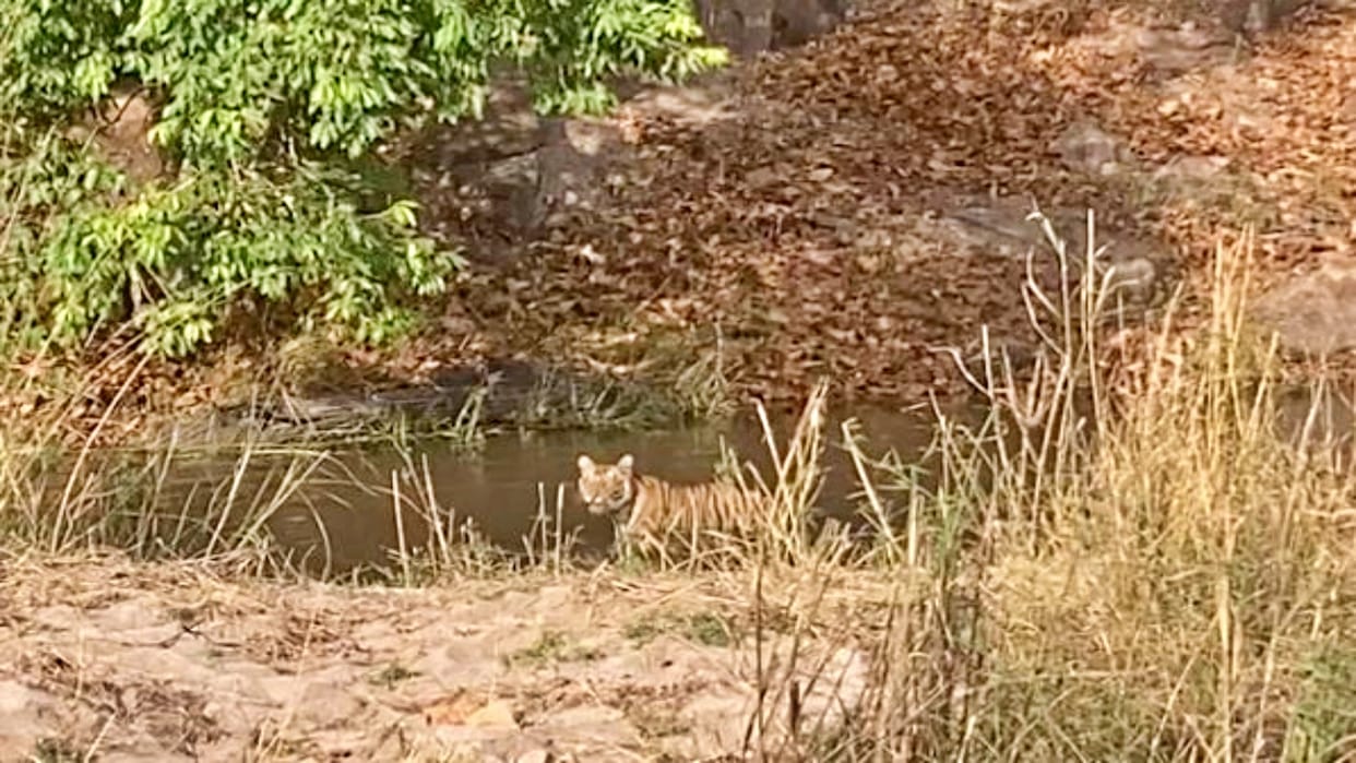 Tourists were thrilled to see the cub in the lock zone of Bandhavgarh Tiger Reserve