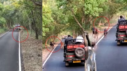 SDM change route due to tiger sitting on jungle safari road in Pilibhit