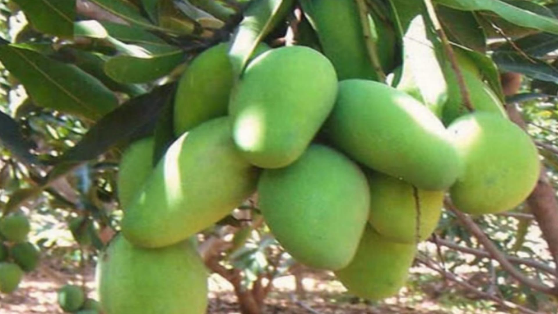 Mango Adulteration: How To Identify Sweet Mangoes Know The Method Here
