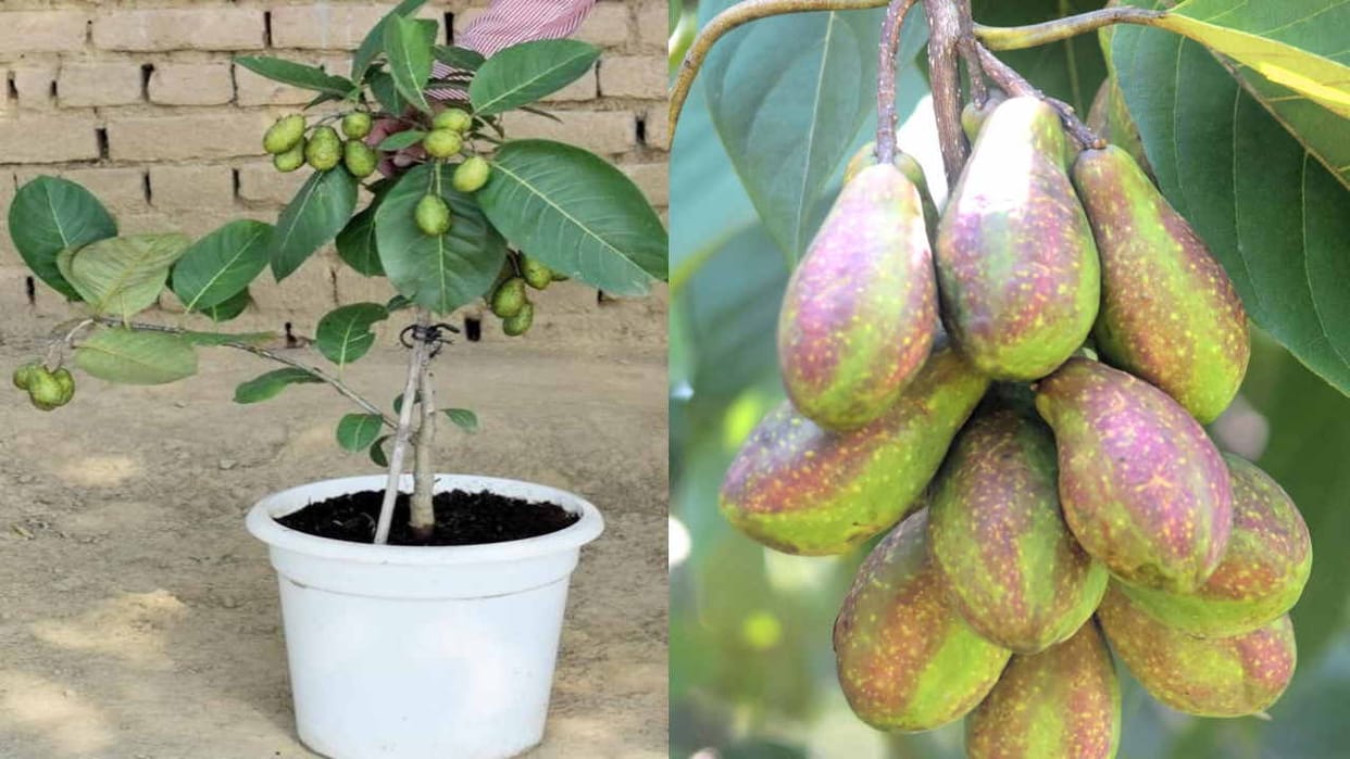 Harad grown in pot, got fruit in two years, Neri College got success