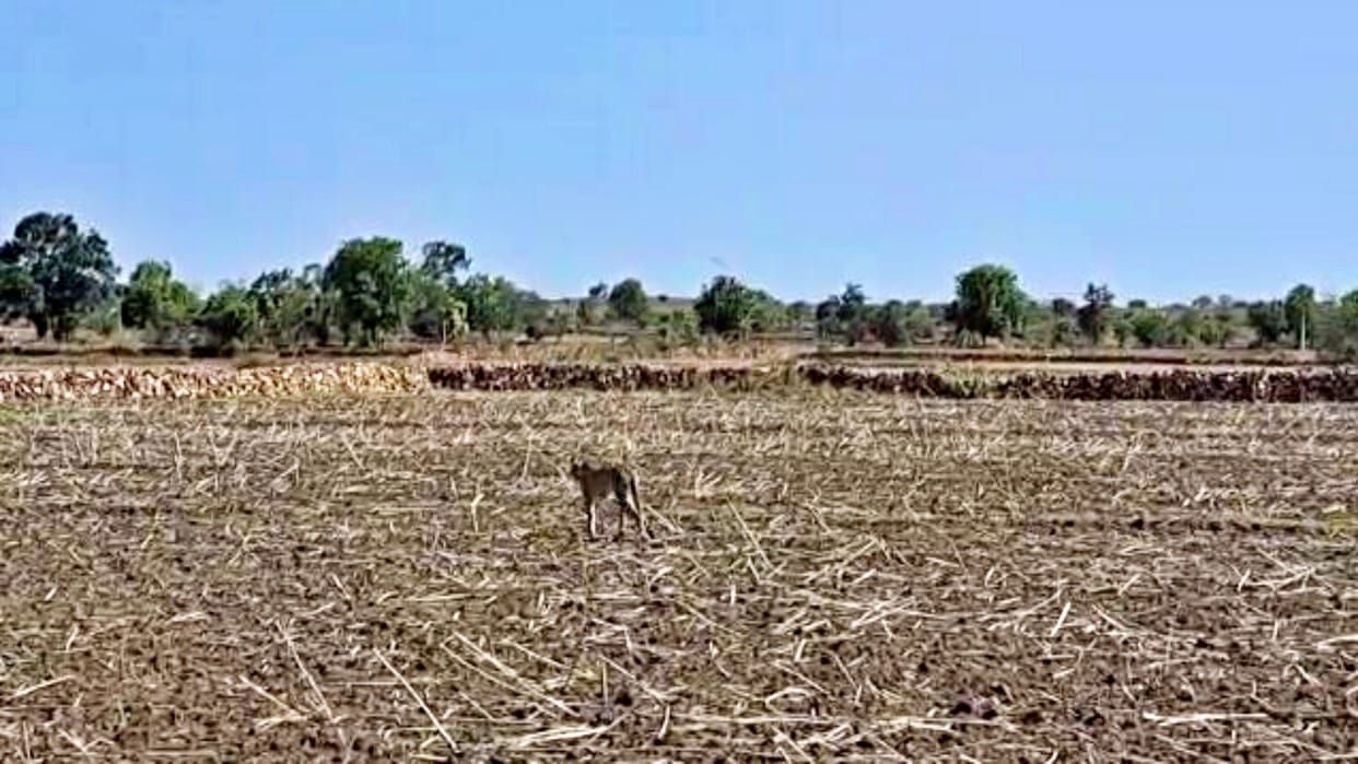 Asha, the female cheetah escaped again from Sheopur's Kuno National Park