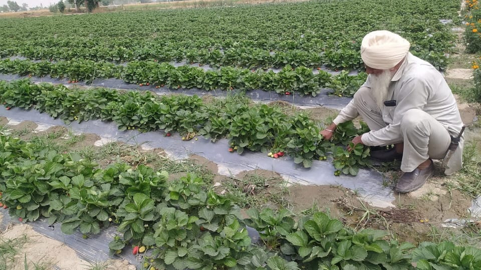 Farmer of Sawal village in Sultanpur Lodhi cultivating strawberries and other fruits
