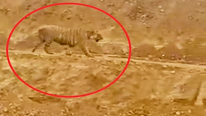 Asha, the female cheetah escaped again from Sheopur's Kuno National Park