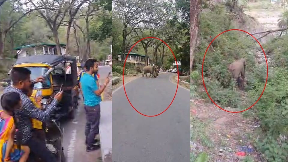 Kotdwar Pauri National Highway Female elephant roaming with newborn baby for many days Video Viral
