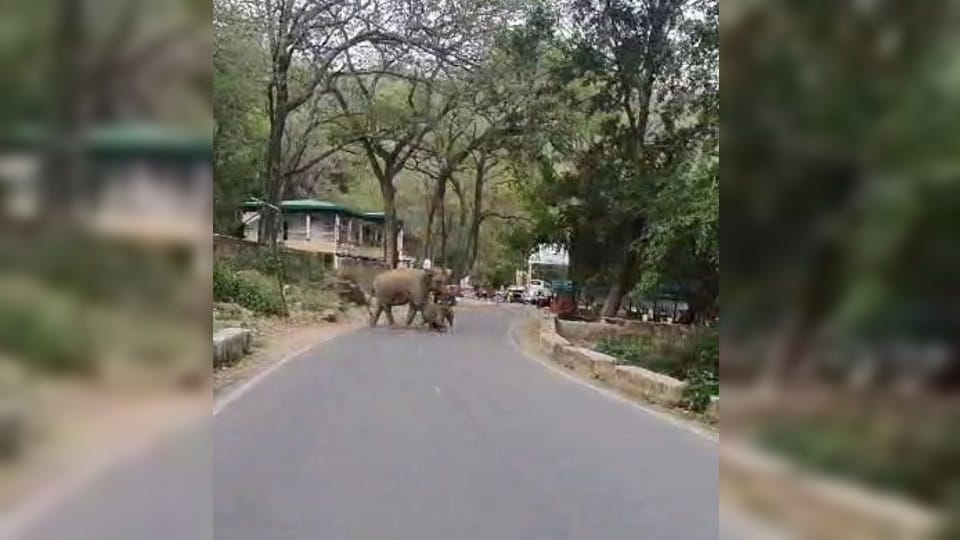 Kotdwar Pauri National Highway Female elephant roaming with newborn baby for many days Video Viral