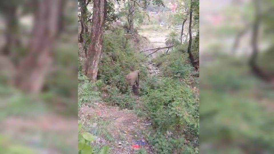 Kotdwar Pauri National Highway Female elephant roaming with newborn baby for many days Video Viral