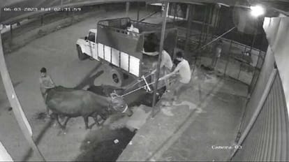Thieves stealing buffalo caught on CCTV camera in Bareilly