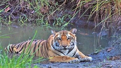 Study of changing climate along with investigation of reasons for tigers death in Dudhwa