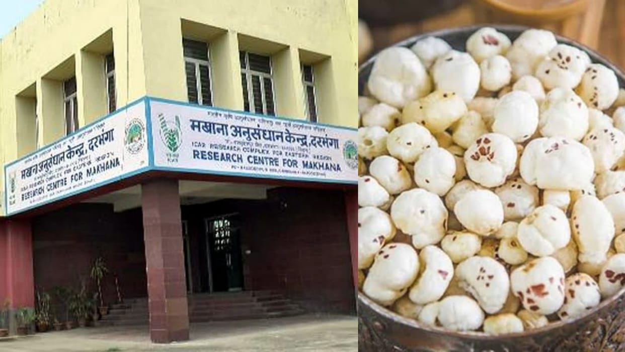 Bihar News: Mithilanchal will develop after Darbhanga Makhana Research Center gets national status! Know…