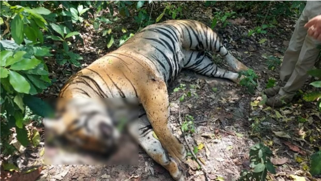 Tiger carcass found in Morghati range of Kalagarh Tiger Reserve