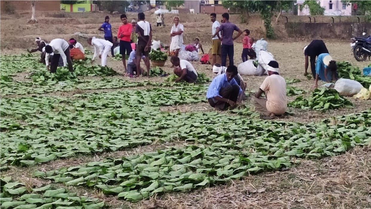 Tendupatta collection amount transferred online to beneficiaries account in Chhattisgarh