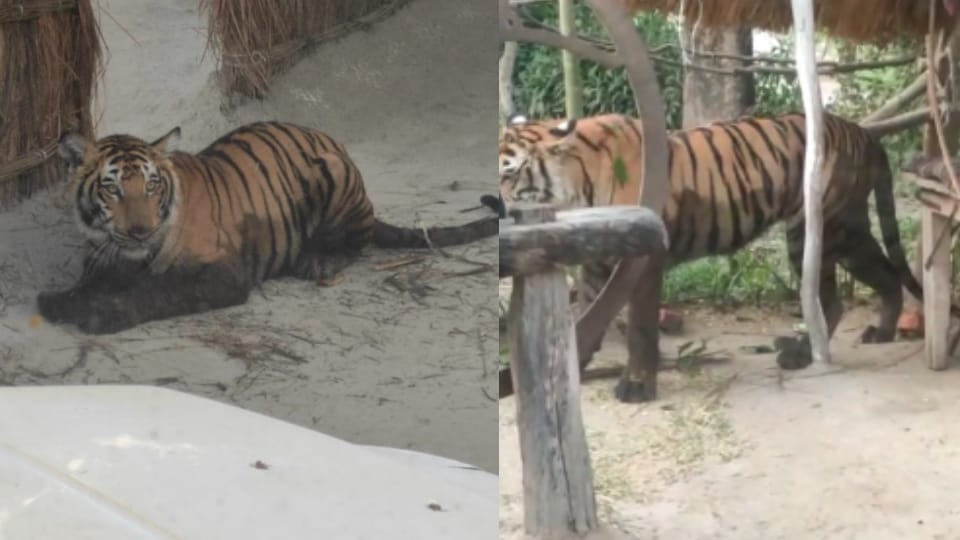 Panic among villagers for 10 hours after tigress entered in Rampur Dhakia village