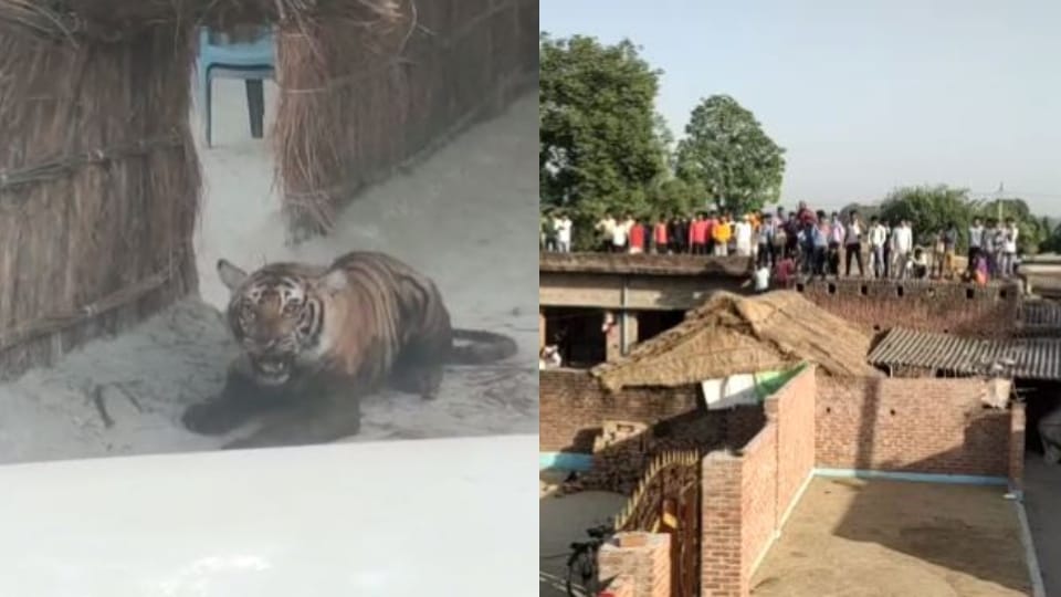 panic spread due to tigress entering the house in Lakhimpur kheri