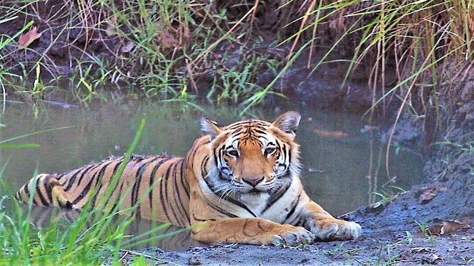 18 tigers die in ten months in Uttarakhand