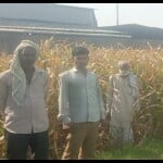 Firozabad: केमिकल युक्त पानी की वजह से सूखी फसल दिखाते किसान