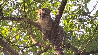 Chandauli Leopard seen sitting on a tree in the village, created a stir, an atmosphere of panic among the vil