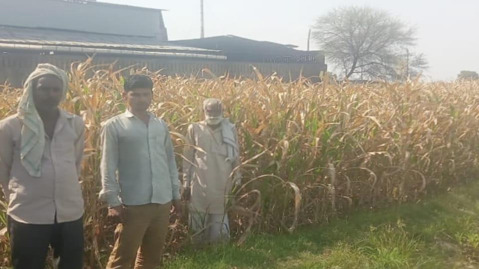 farmers crops are being destroyed by chemical laden water coming out of factory in Firozabad