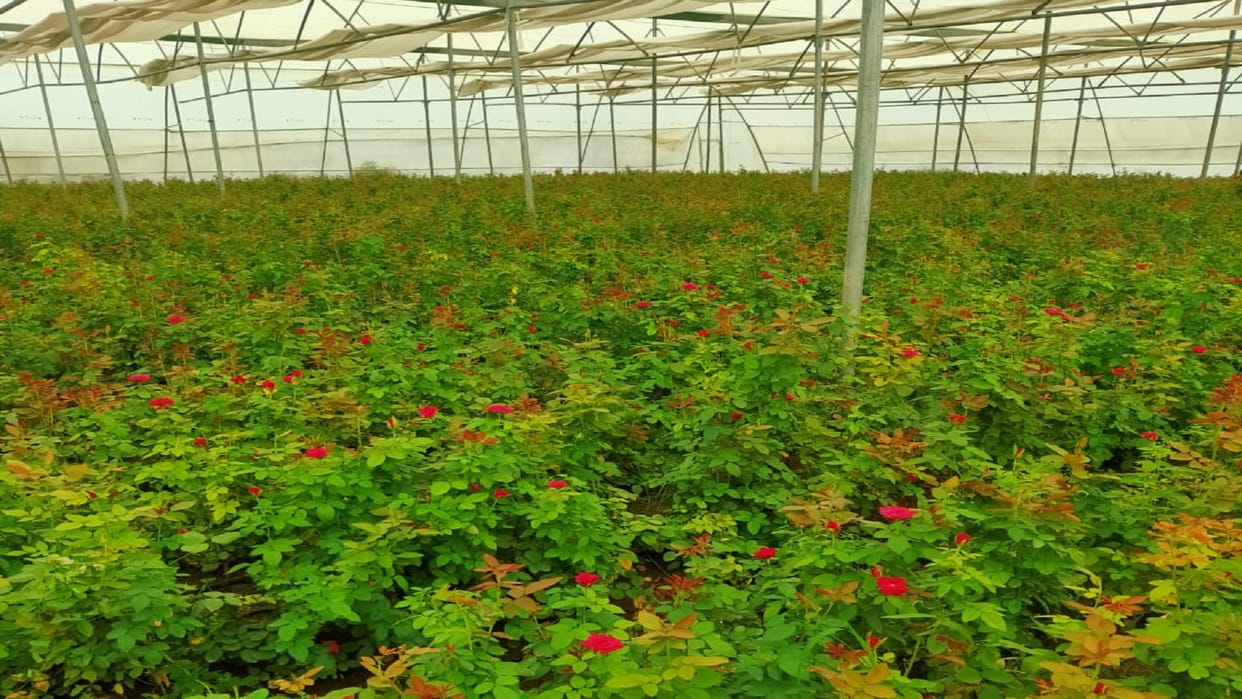 young farmers of Uttarakhand adopting new farming methods due to climate change impact on agriculture