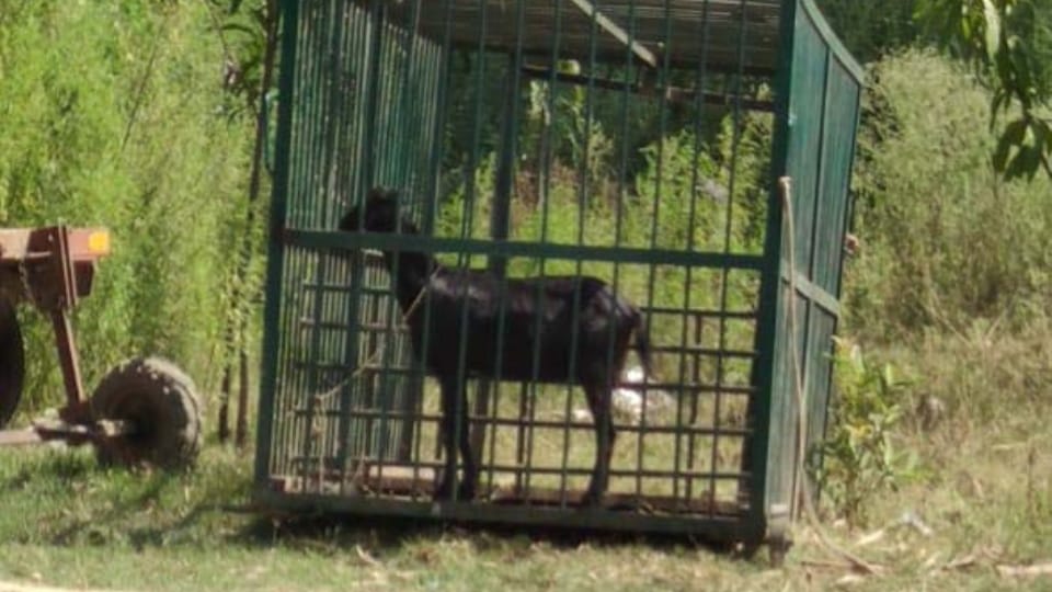 Panic among villagers for 10 hours after tigress entered in Rampur Dhakia village