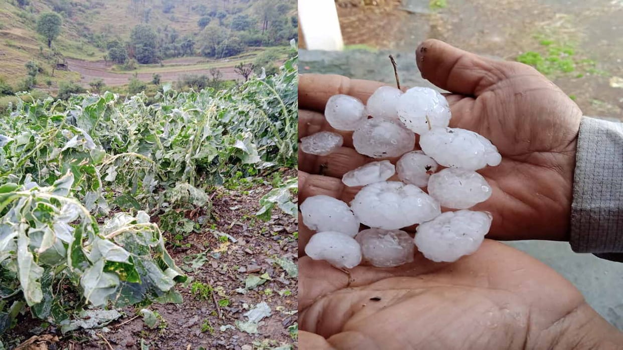 Himachal Weather update: Vegetable crops destroyed due to hailstorm in Shimla