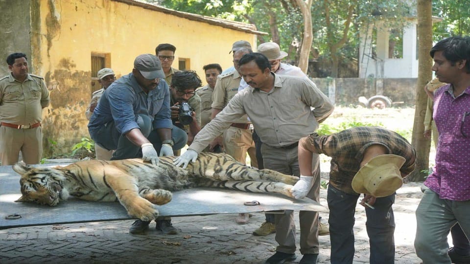 tigers death became a mystery in Dudhwa Park National