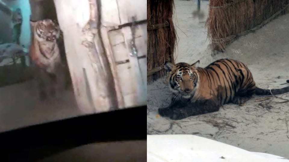 Panic among villagers for 10 hours after tigress entered in Rampur Dhakia village