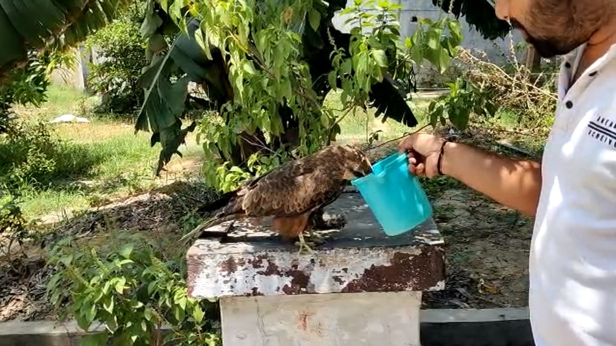chhattisgarh wildlife; eagle drink water from mug in chhattisgarh korba watch video